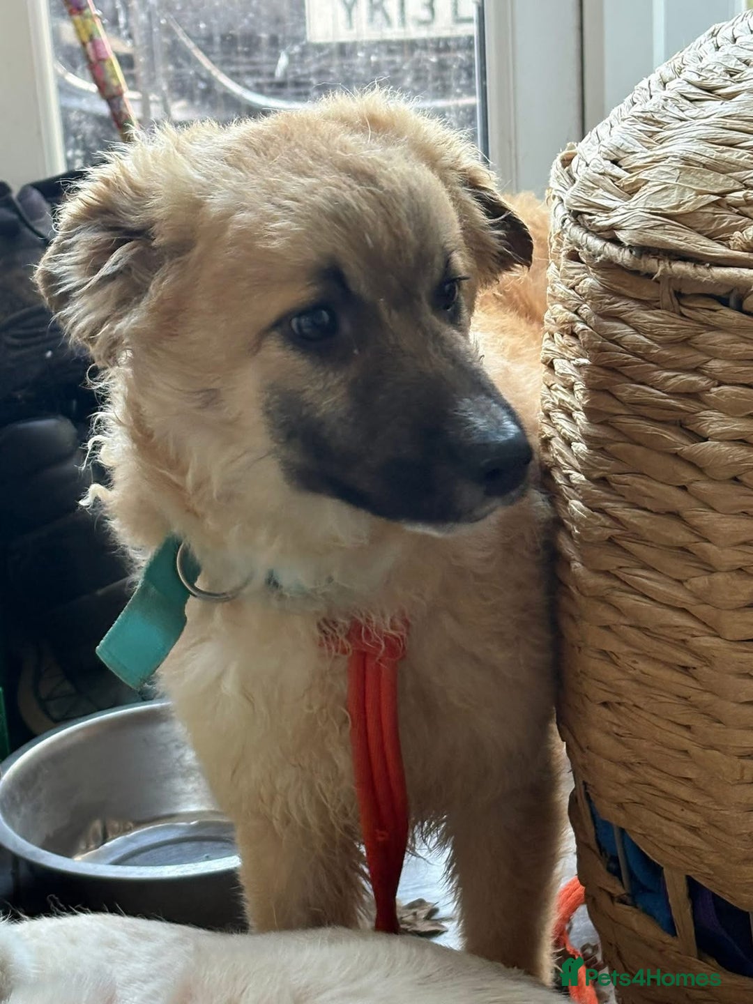 Mixed Breed dogs for adoption: Finn - Norwich Norfolk  - Advert 4