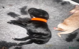 Cockapoo dogs for sale: Beautiful mixed Merle F2B Cockapoos  - Image 11