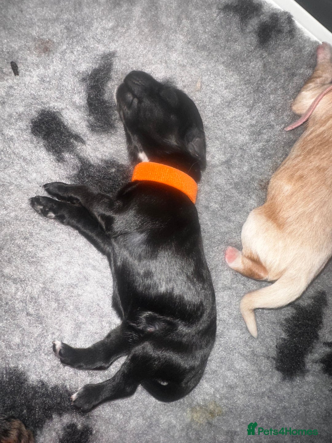 Cockapoo dogs for sale: Beautiful mixed Merle F2B Cockapoos  - Image 11