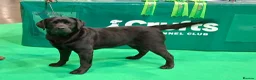 Labrador Retriever dogs for sale: KC registered Health Tested Labrador Puppy - Advert 1