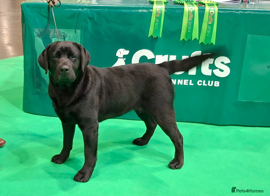 Labrador Retriever dogs for sale: KC registered Health Tested Labrador Puppy - Advert 1