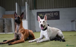 Belgian Shepherd Dog dogs for sale: ZYLA - Belgian Malinois - Image 15