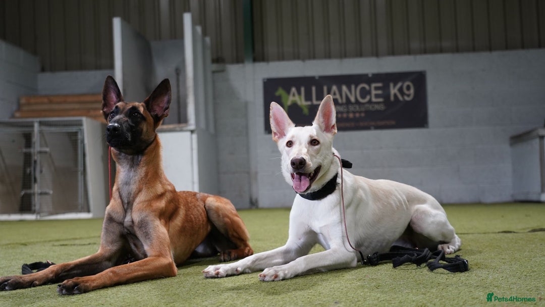 Belgian Shepherd Dog dogs for sale: ZYLA - Belgian Malinois - Image 15