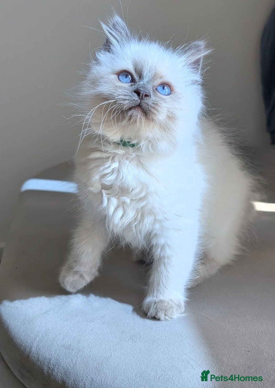 Ragdoll cats Ragdoll Kittens Boys available  - Advert 7