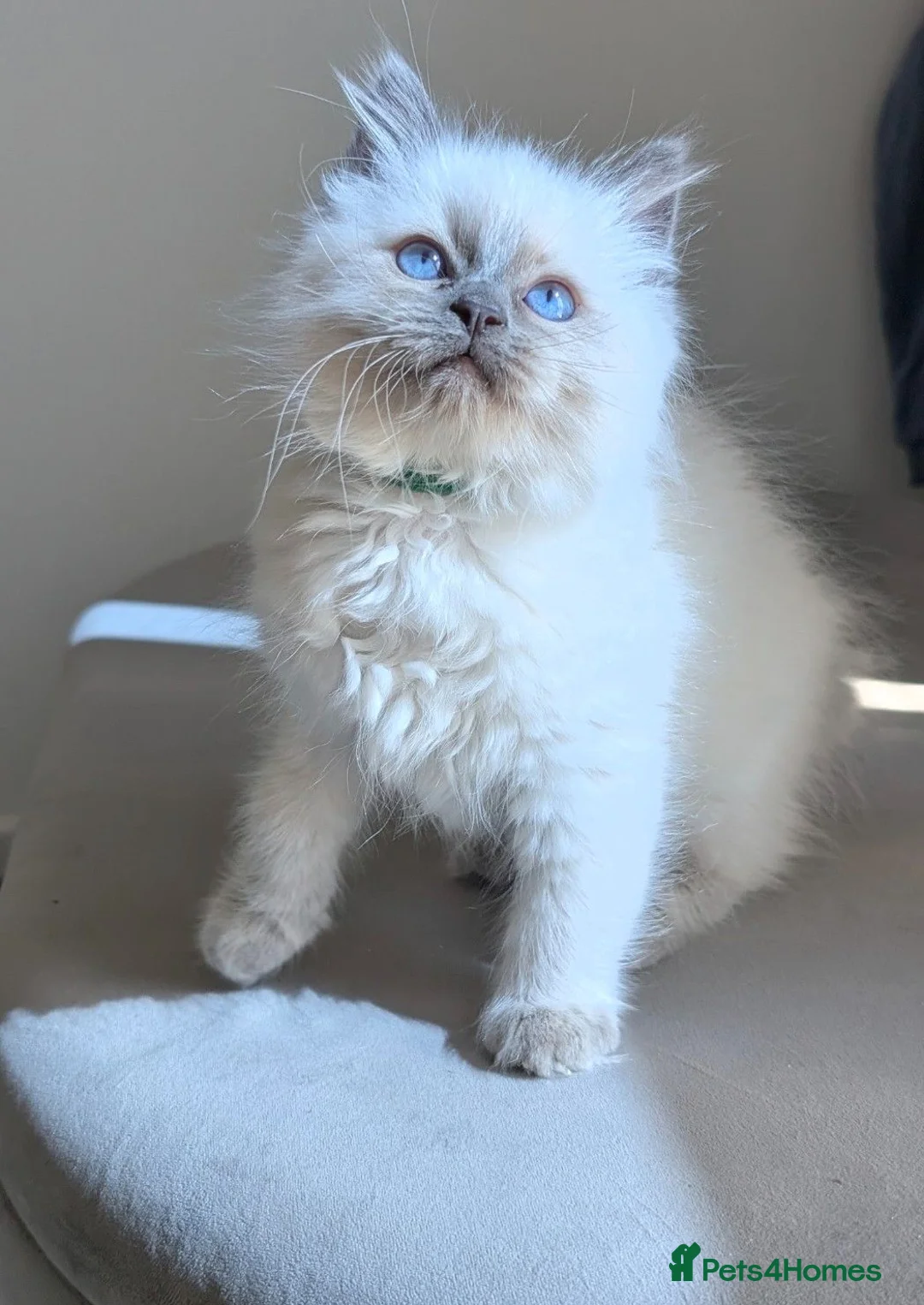 Ragdoll cats for sale: Ragdoll Kittens Boys available  - Advert 1