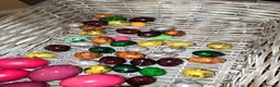 Quail poultry for sale: Quails and quails eggs &jambo japanese and giant  - Advert 10
