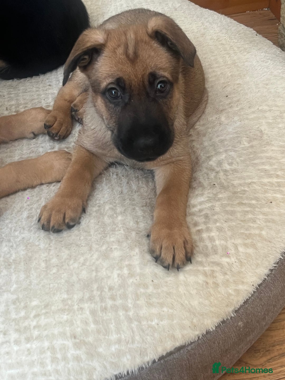 Mixed Breed dogs for sale: Belgium shepherd cross German shepherd puppies  in Trowbridge - Image 2