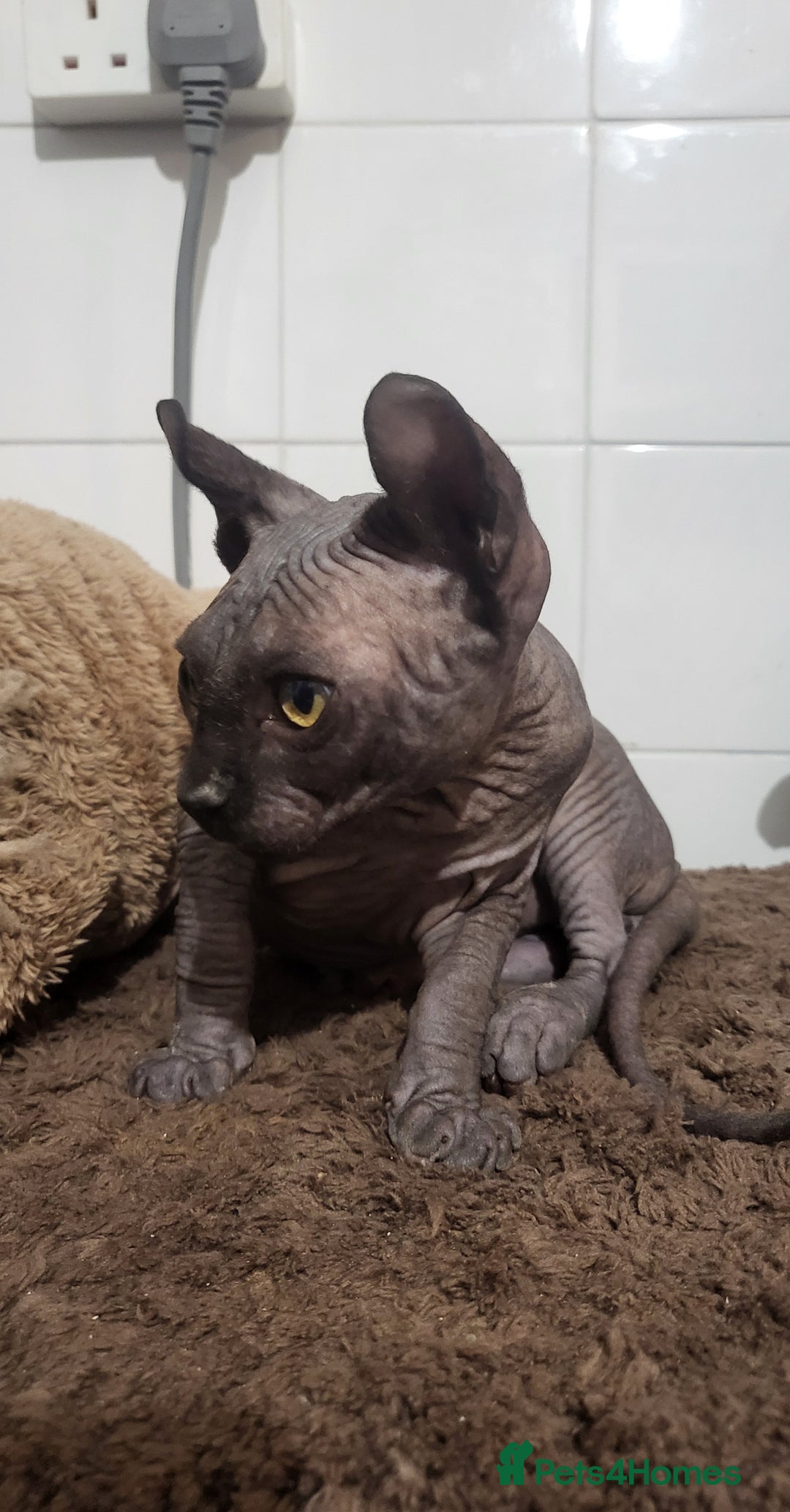 Sphynx cats for sale: Elf sphynx boy  - Advert 5