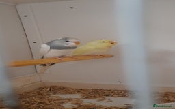 Budgerigars birds for sale: Budgies for sale - Image 16