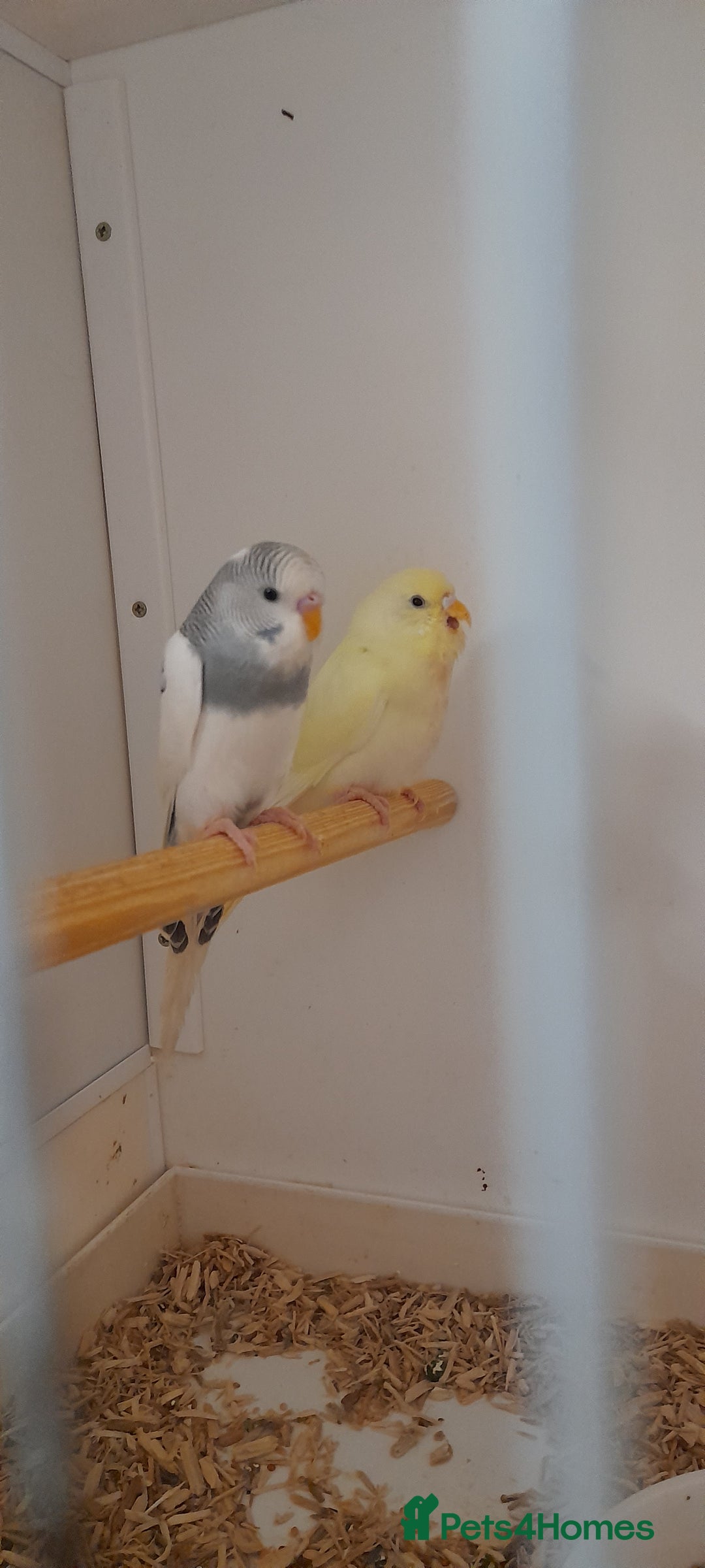 Budgerigars birds for sale: Budgies for sale - Image 16