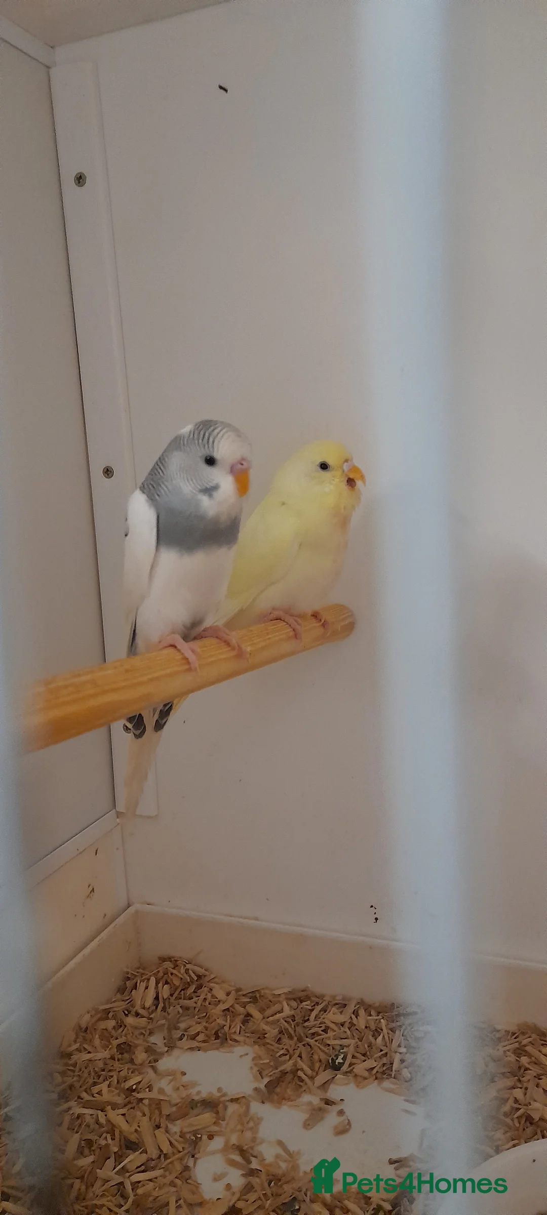 Budgerigars birds for sale: Budgies for sale - Advert 16