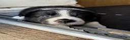 Border Collie dogs for sale: Beautiful Border Collie Puppies Available For Sale in Reading - Advert 23