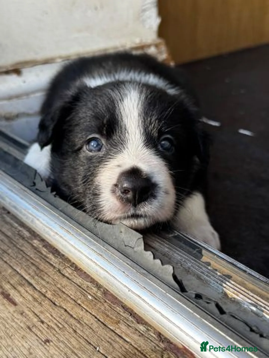 Border Collie dogs for sale: Beautiful Border Collie Puppies Available For Sale in Reading - Advert 23