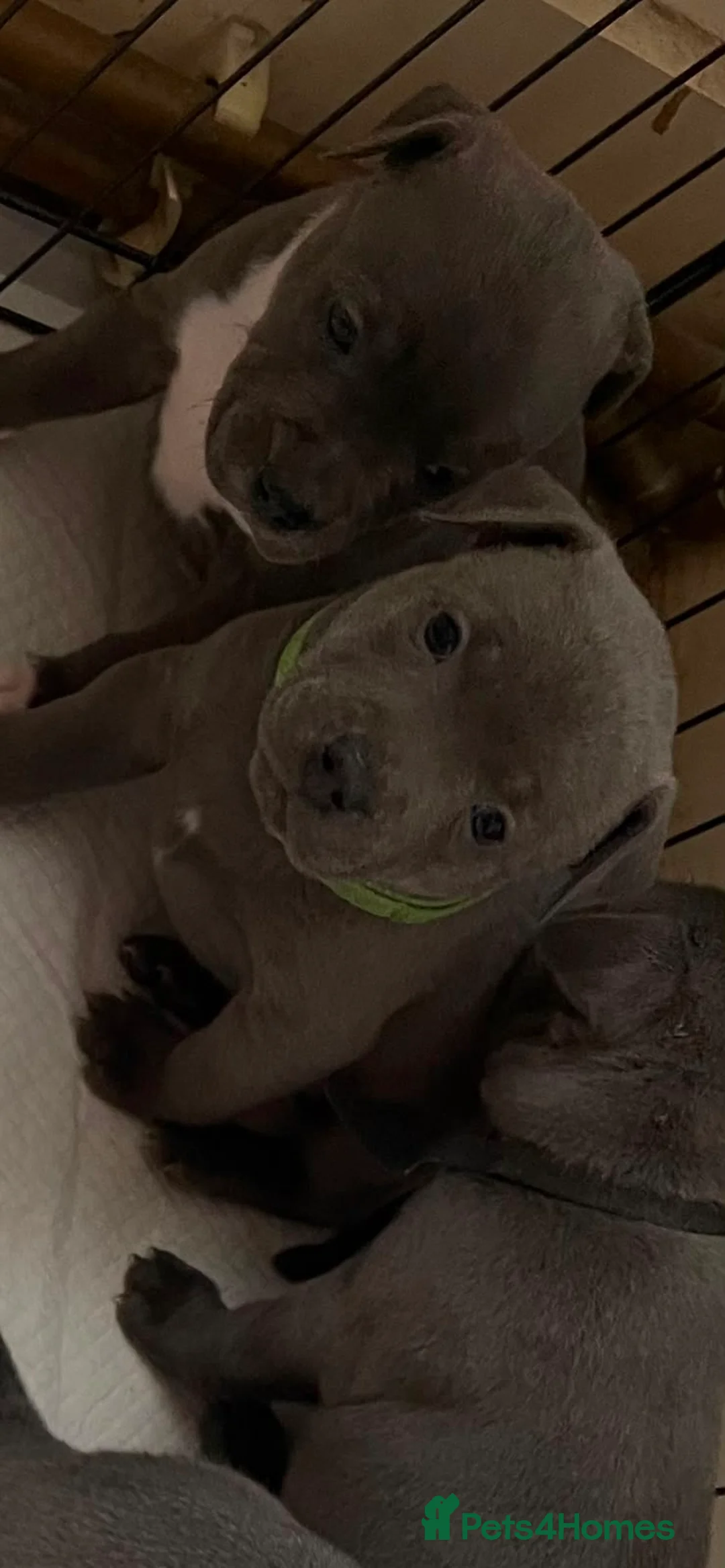 Staffordshire Bull Terrier dogs for sale: Blue staff puppy READY TO LEAVE - Advert 2