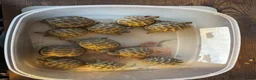 Tortoise reptiles for sale: Baby Horsfield Tortoises for sale - Advert 9