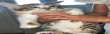 Bengal 3