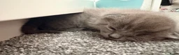 Ragdoll cats for sale: Ragdoll x British Shorthair blue kittens  - Advert 25