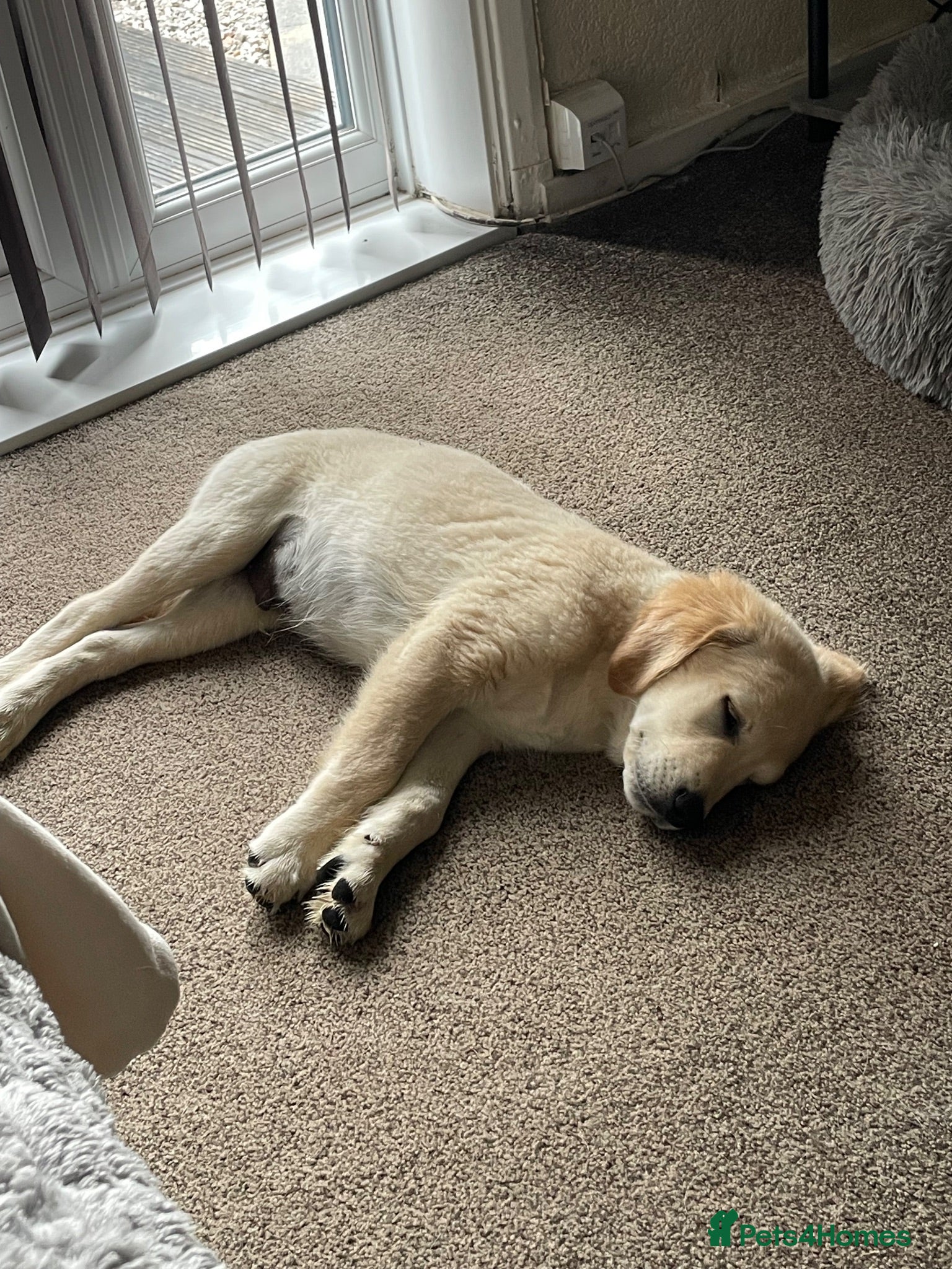 Golden Retriever dogs 7 Beautiful Golden retriever puppies  - Advert 2
