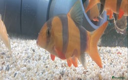 Loaches fish for sale: Clown loach  - Image 2