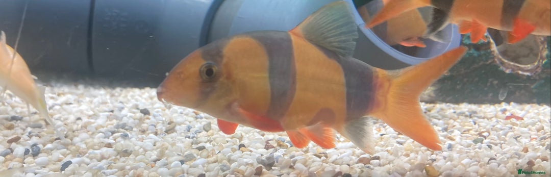 Loaches fish for sale: Clown loach  - Image 2