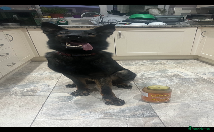 Mixed Breed dogs - Advert 1
