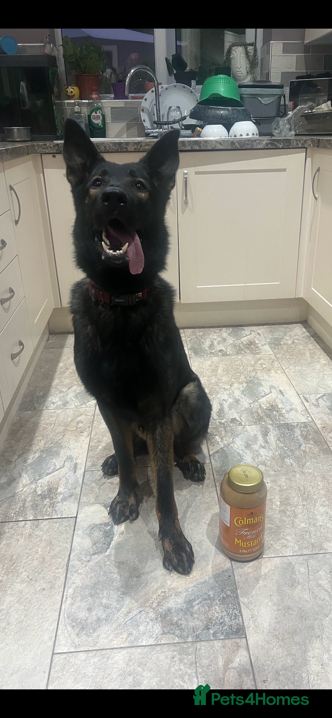Mixed Breed dogs for sale: 3 year old German Shepard x Belgium shepherd  - Image 3