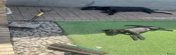 Presa Canario dogs for sale: Presa Canario Pup  - Advert 2