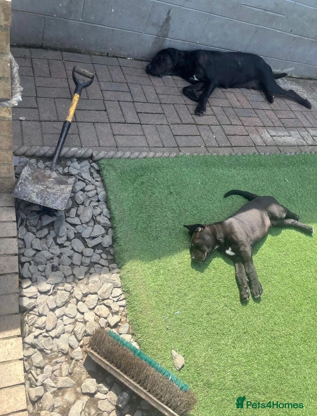 Presa Canario dogs for sale: Presa Canario Pup  - Advert 2