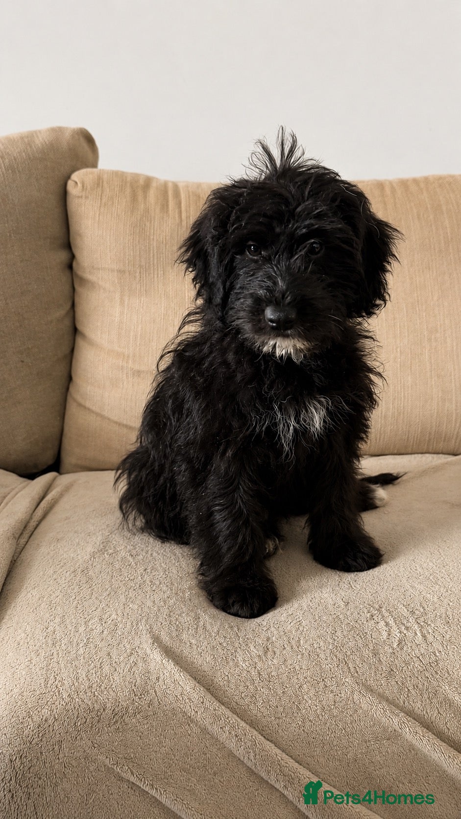 Aussiedoodle dogs Aussiedoodle F1 Health Tested KC registered parent - Advert 2