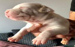Mixed Breed dogs for sale: American bulldogs  - Image 5