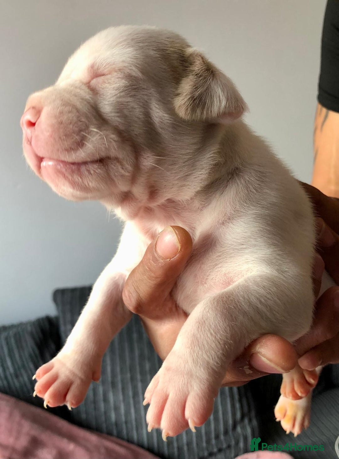 Mixed Breed dogs for sale: American bulldogs  - Image 5