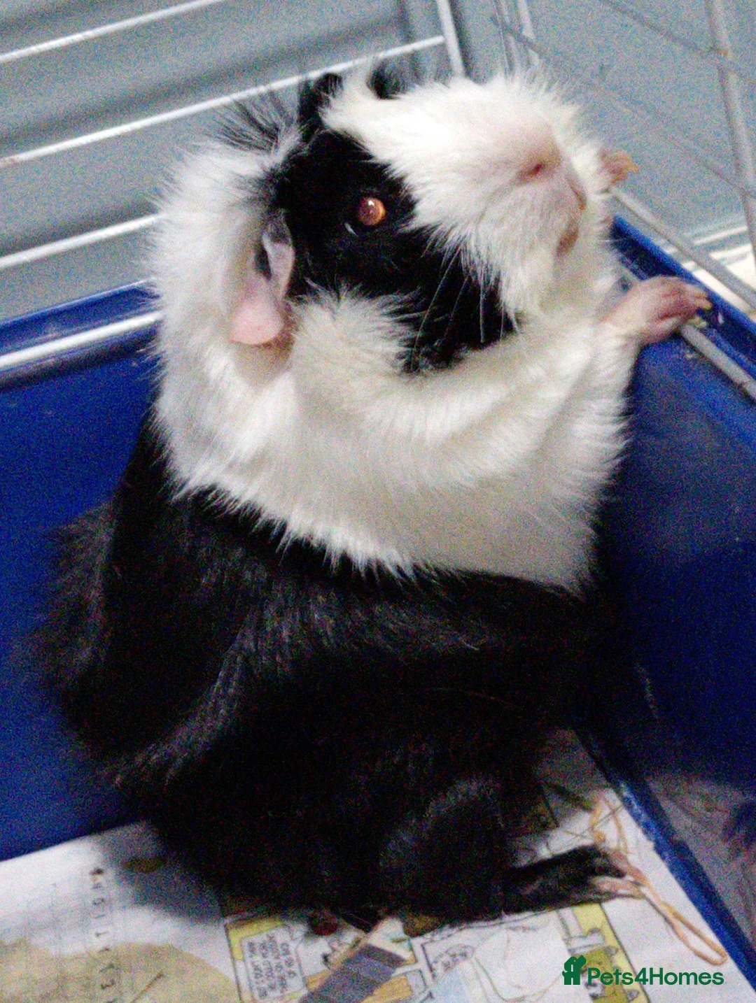 Mixed Breed rodents for sale: Guinea pig boys URGENT in Newton Abbot - Advert 2