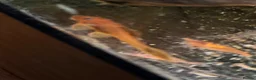 Plecos fish for sale: Blue eye lemon/super red bristlenose - Advert 4