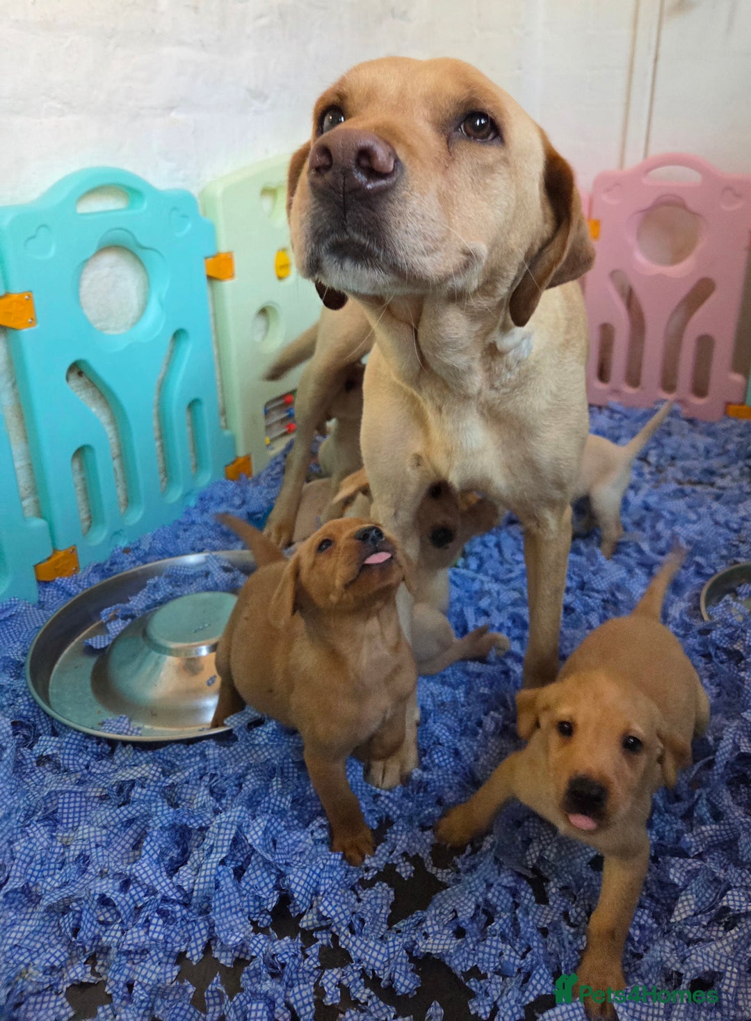Labrador Retriever dogs for sale: Labrador puppies - Image 13