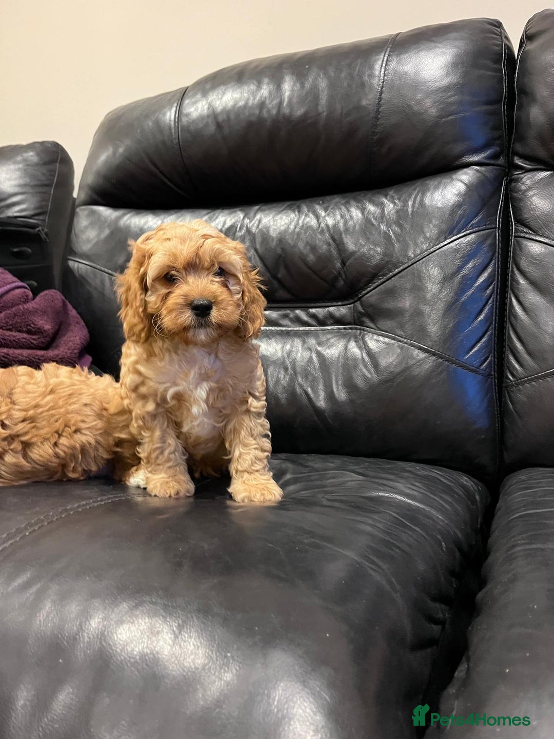 Cavapoo dogs for sale: F1 Cavapoo puppies - Image 6