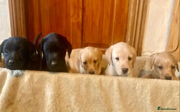 Labrador Retriever dogs for sale: Beautiful Black/yellow/foxred puppies! - Image 2