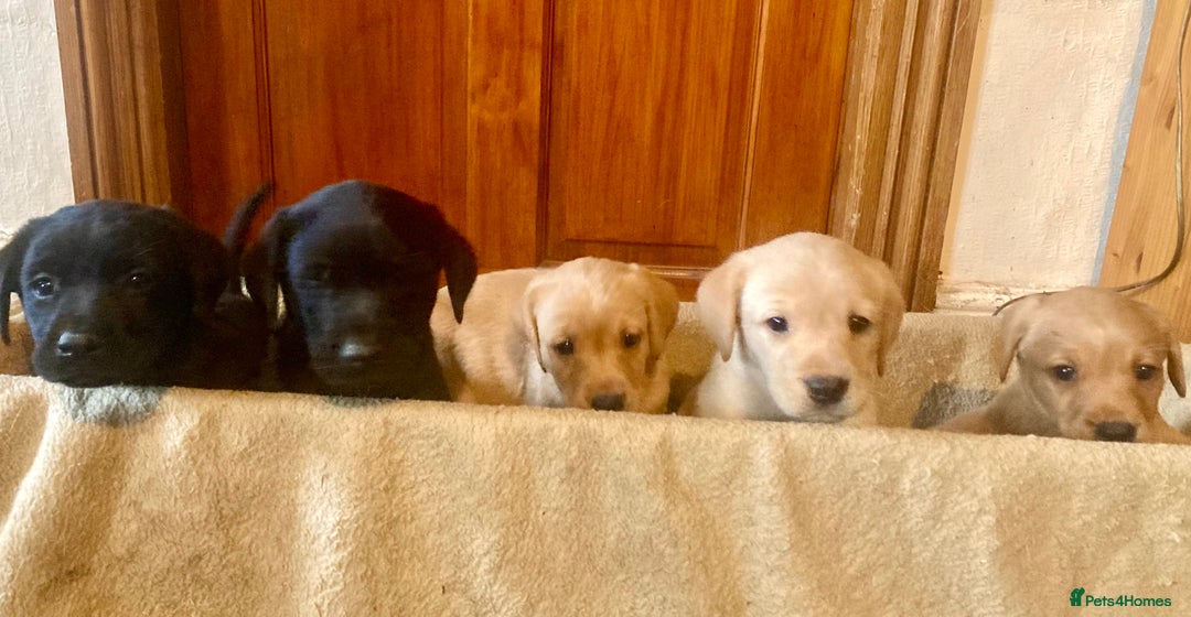 Labrador Retriever dogs for sale: Beautiful Black/yellow/foxred puppies! - Image 2