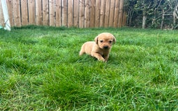 Labrador Retriever dogs for sale: Beautiful fox red Labrador pups 🐶  - Image 32