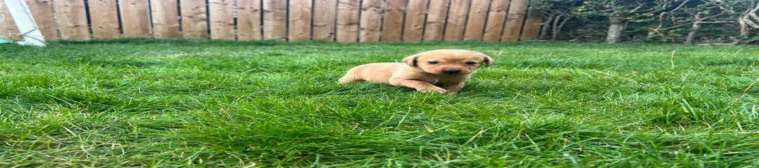 Labrador Retriever Puppy 1