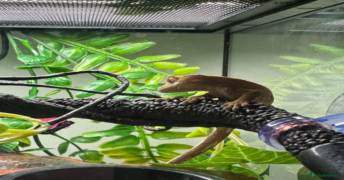 Gecko Reptiles for sale | Pets4Homes