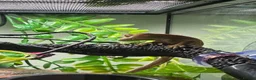 Gecko reptiles for sale: 🦎Baby Crested Gecko & Complete Setup in London - Advert 1