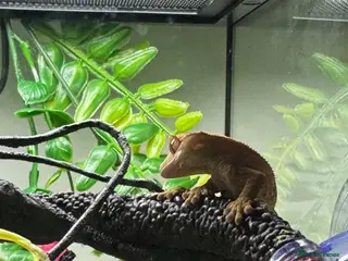 Gecko reptiles 🦎Baby Crested Gecko & Complete Setup - Advert 6