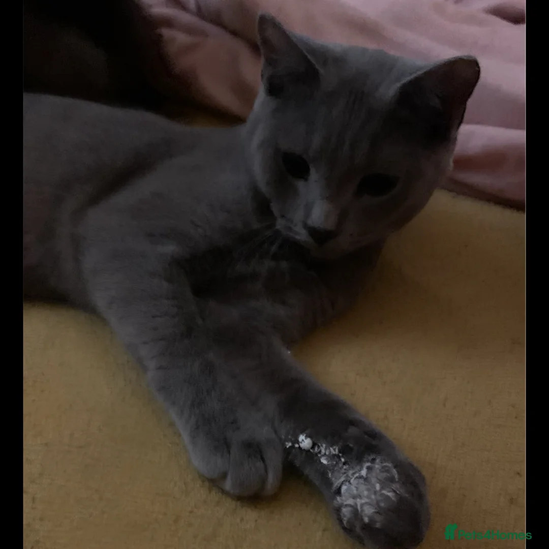 Mixed Breed cats for sale: Beautiful Blue British Short Hair X Kitten  - Advert 1