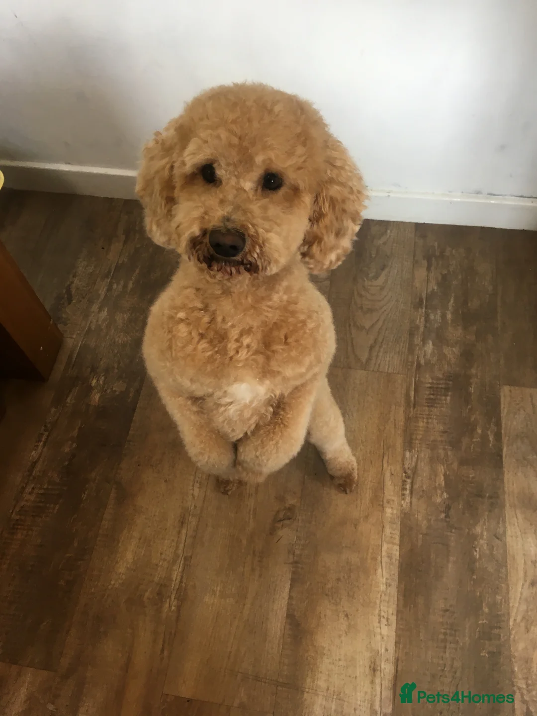 Cavapoo dogs for stud: F1B cavapoo great success rate  in Exeter - Advert 4