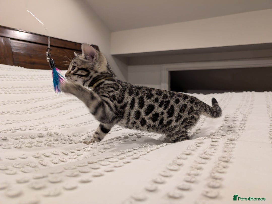 Bengal cats for sale: 🖤🤎 Gorgeous Bengal Kittens 🤎🖤 - Advert 14