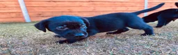 Labrador Retriever dogs for sale: KC Registered Labrador Puppies 🐾🐾🐾 - Advert 16