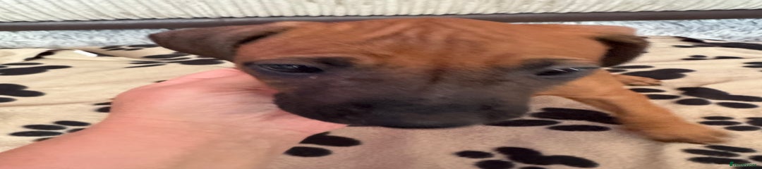 SOLD Rhodesian Ridgeback Puppy 9