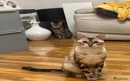 Bengal cats for sale: Pure Bengal Kittens (Newborn) - Image 5