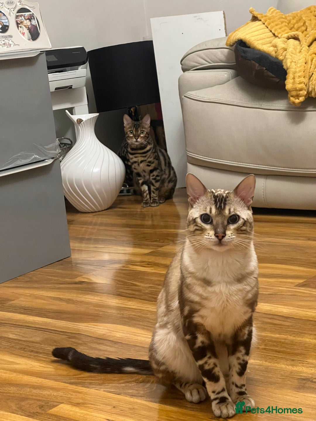 Bengal cats for sale: Pure Bengal Kittens (Newborn) - Image 5