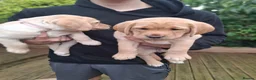 Labrador Retriever dogs for sale: 4 beautiful labrador puppies 1 dog ,3 bitches - Advert 10